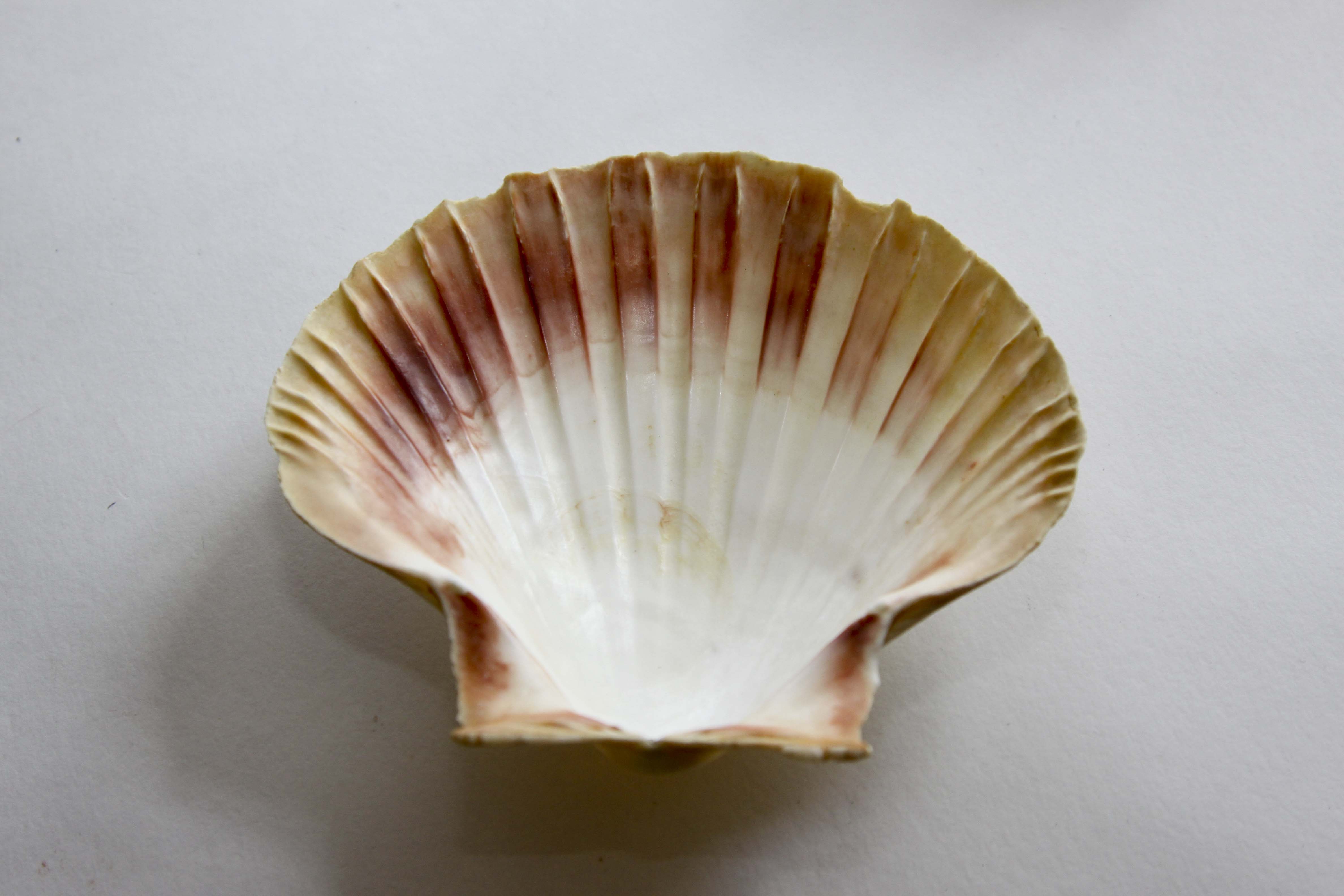 Vintage Natural Seashell Snack Appetizer Plates