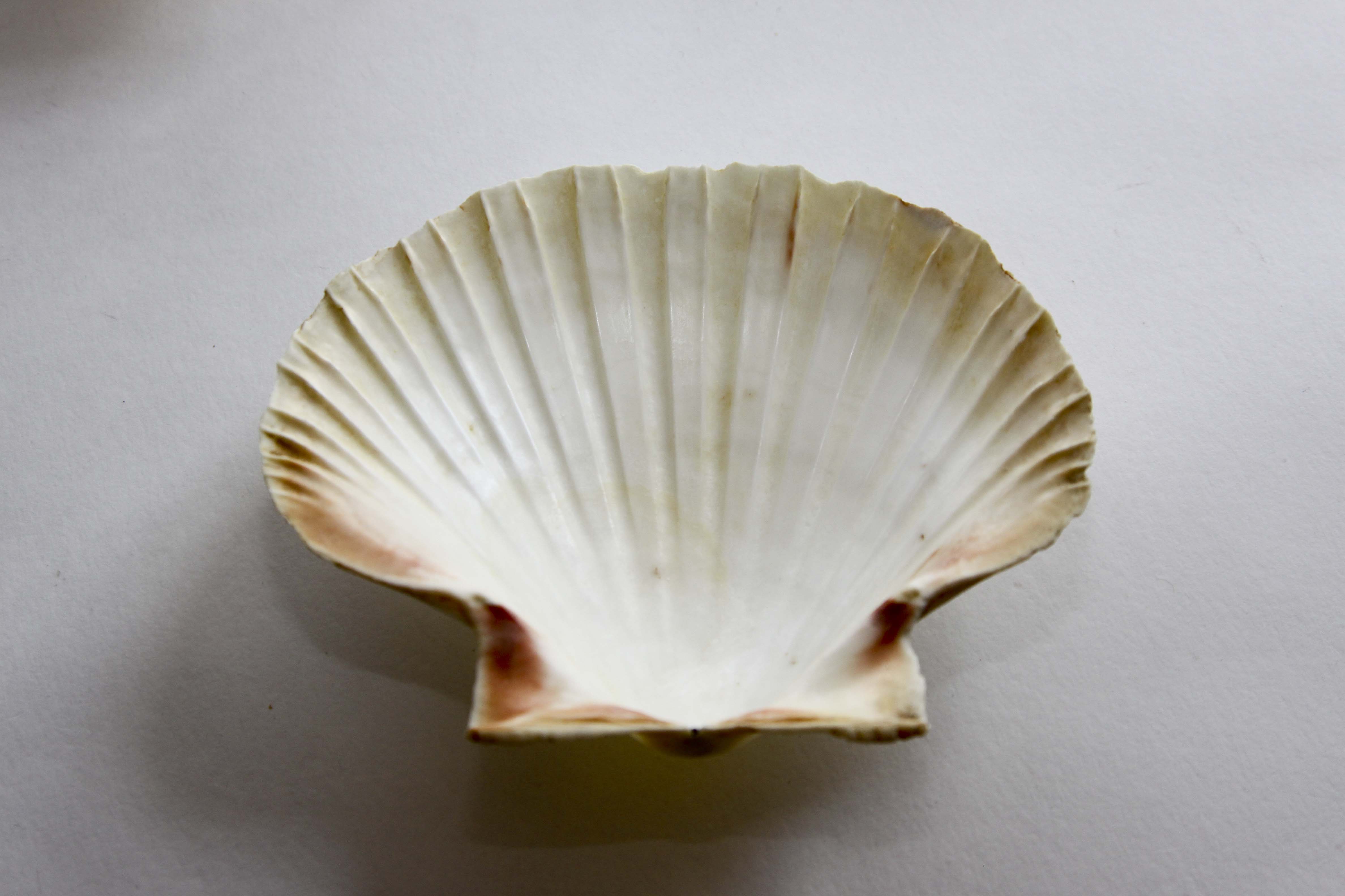 Vintage Natural Seashell Snack Appetizer Plates