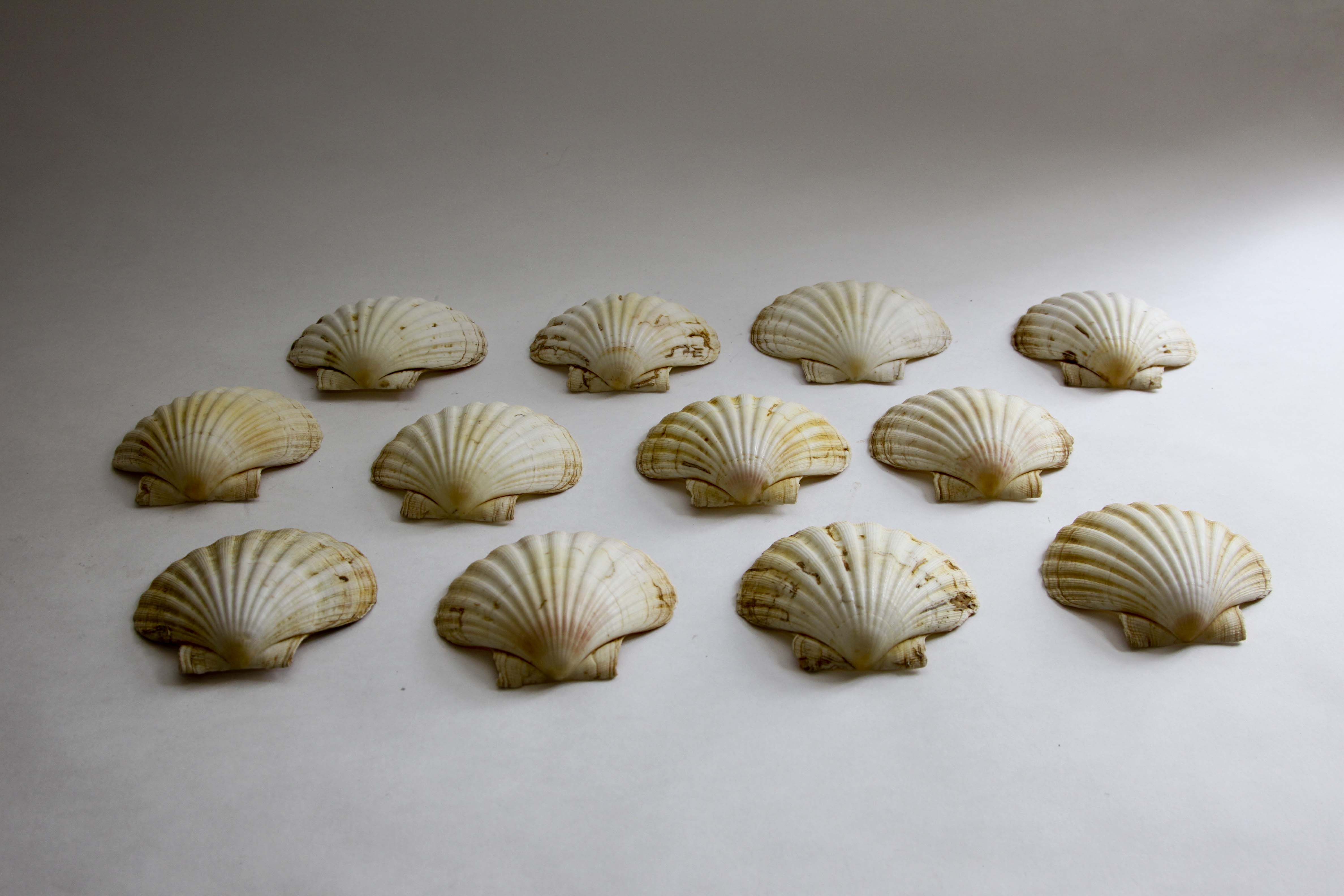 Vintage Natural Seashell Snack Appetizer Plates