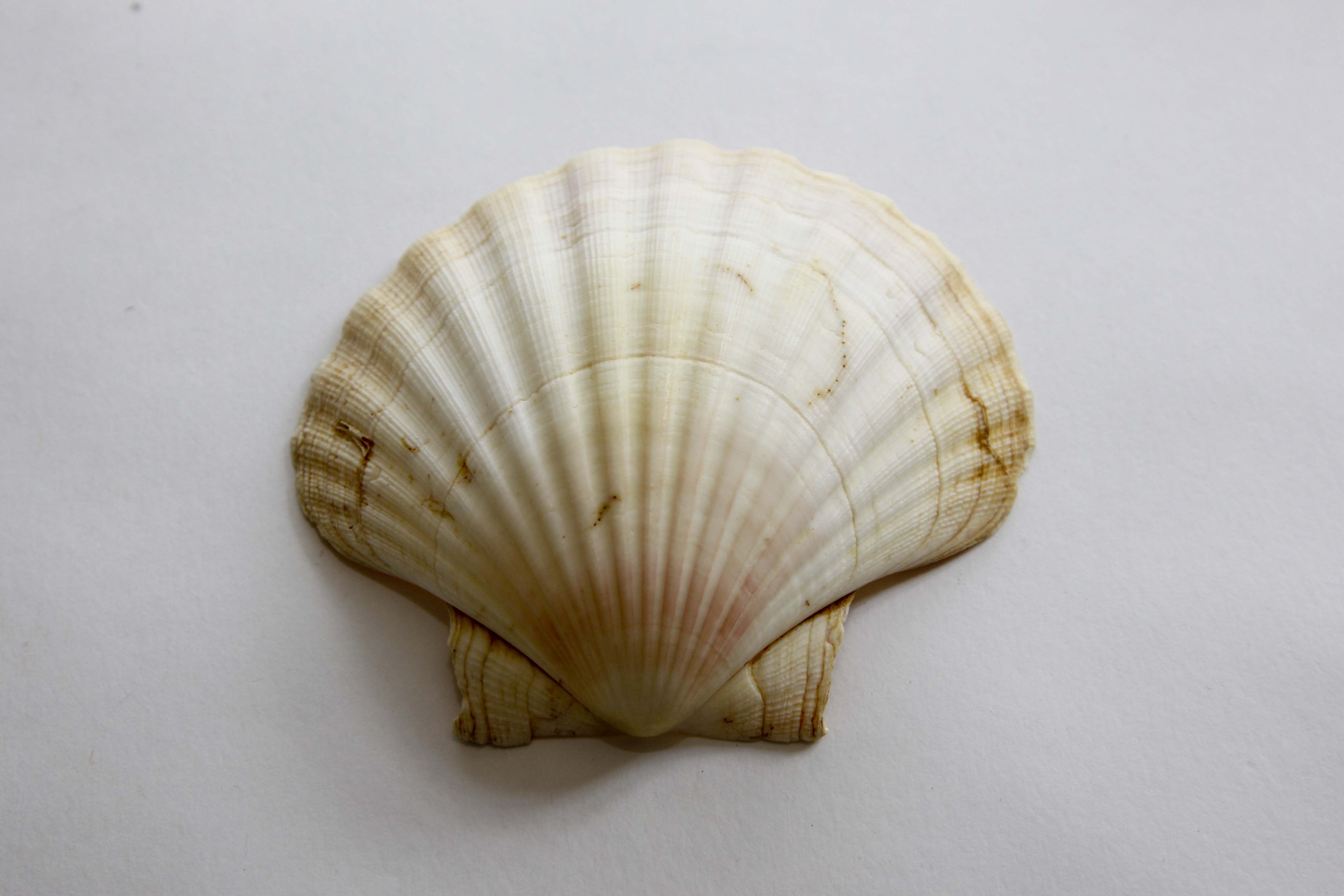 Vintage Natural Seashell Snack Appetizer Plates
