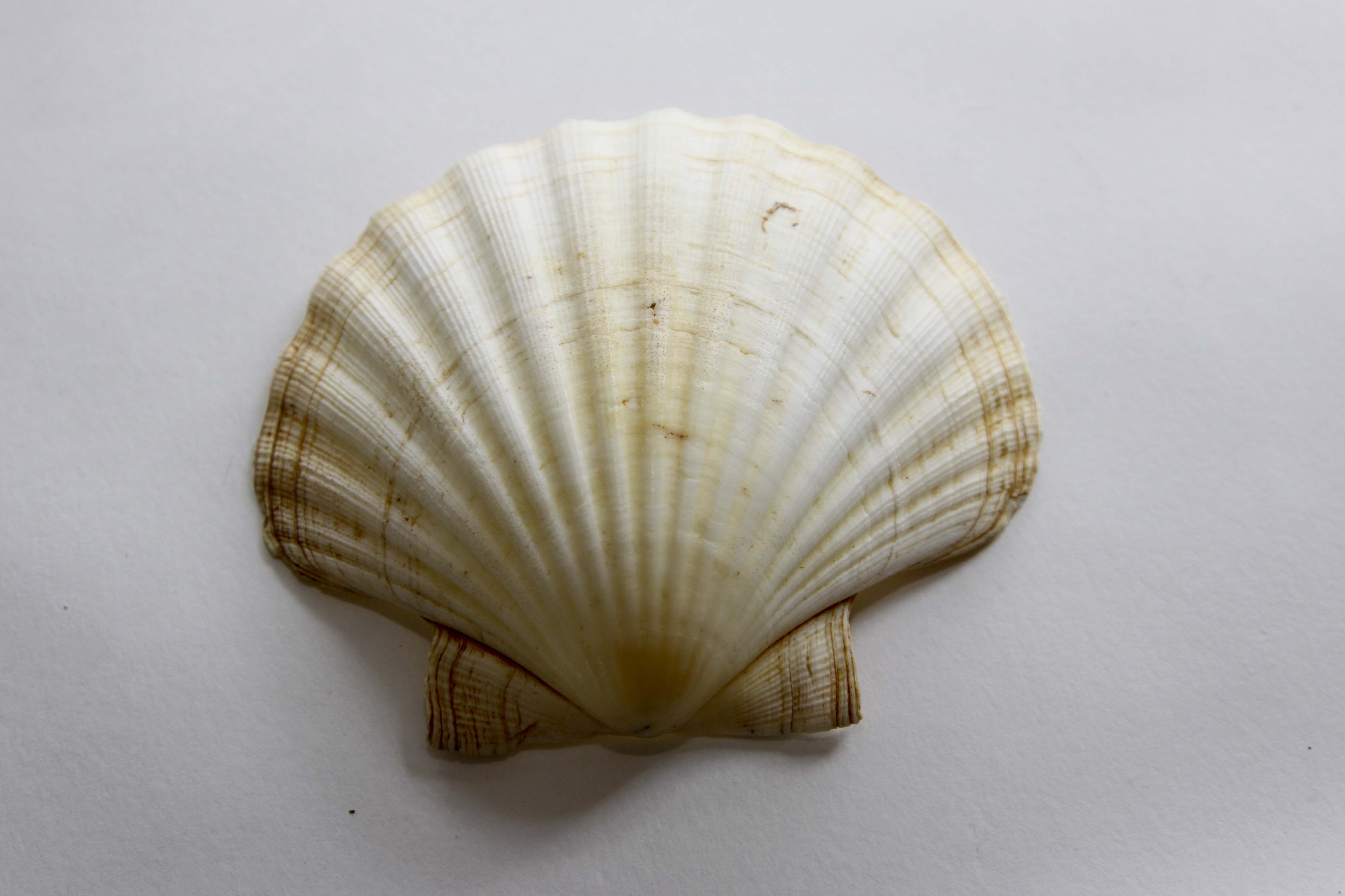 Vintage Natural Seashell Snack Appetizer Plates