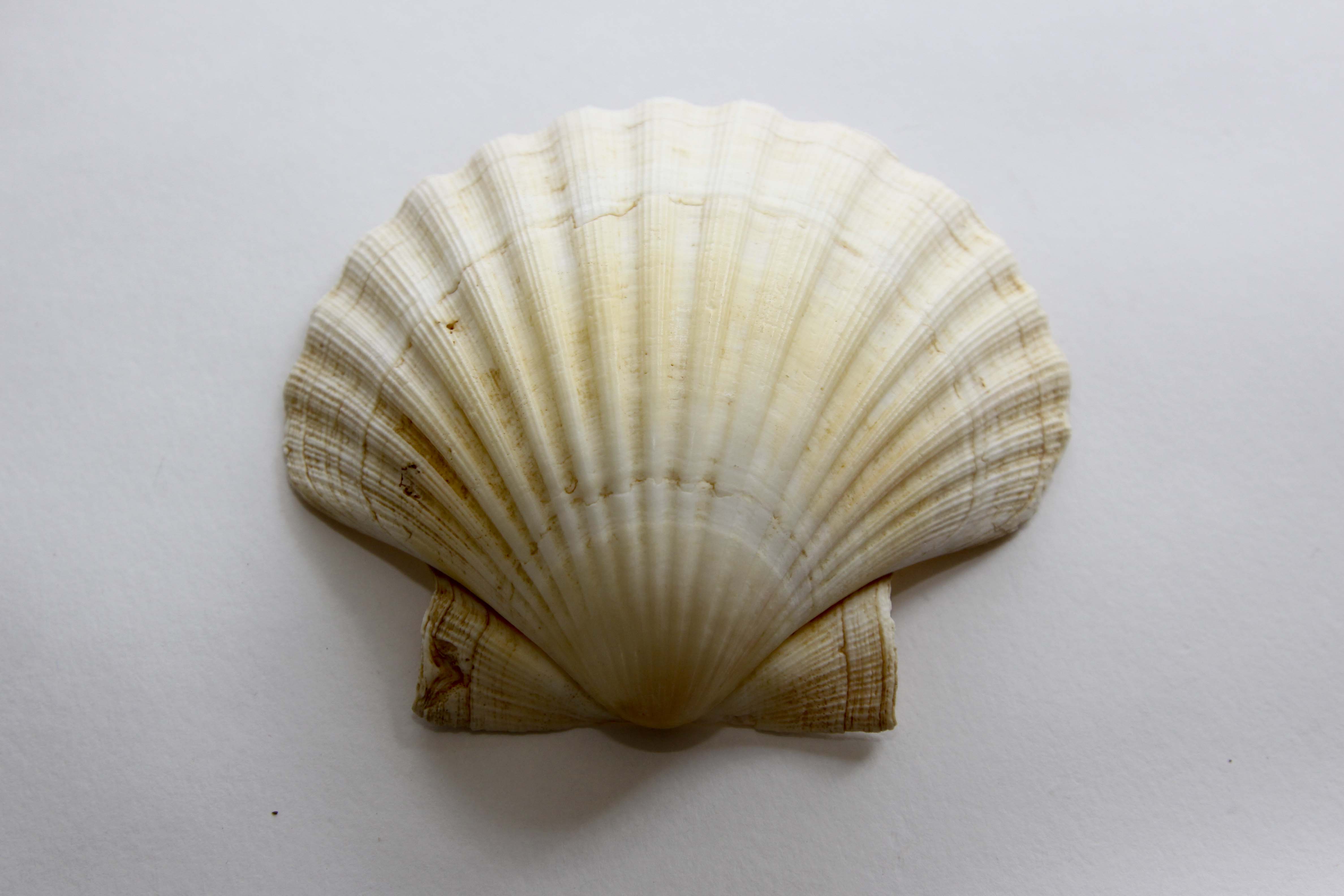 Vintage Natural Seashell Snack Appetizer Plates