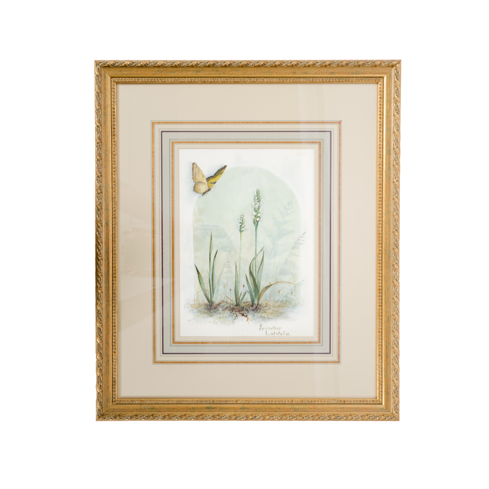 C. Hawes "Spiranthes Latifolia" Orchid Watercolor