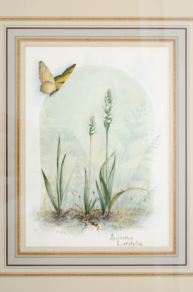 C. Hawes "Spiranthes Latifolia" Orchid Watercolor