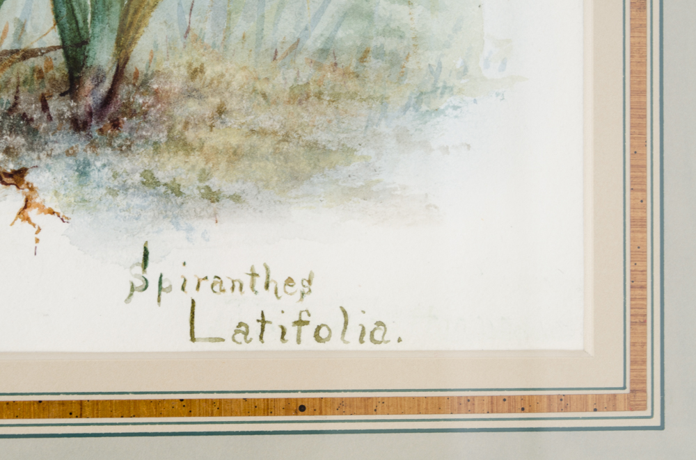 C. Hawes "Spiranthes Latifolia" Orchid Watercolor