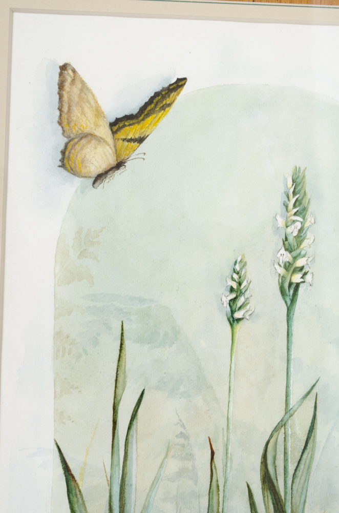 C. Hawes "Spiranthes Latifolia" Orchid Watercolor