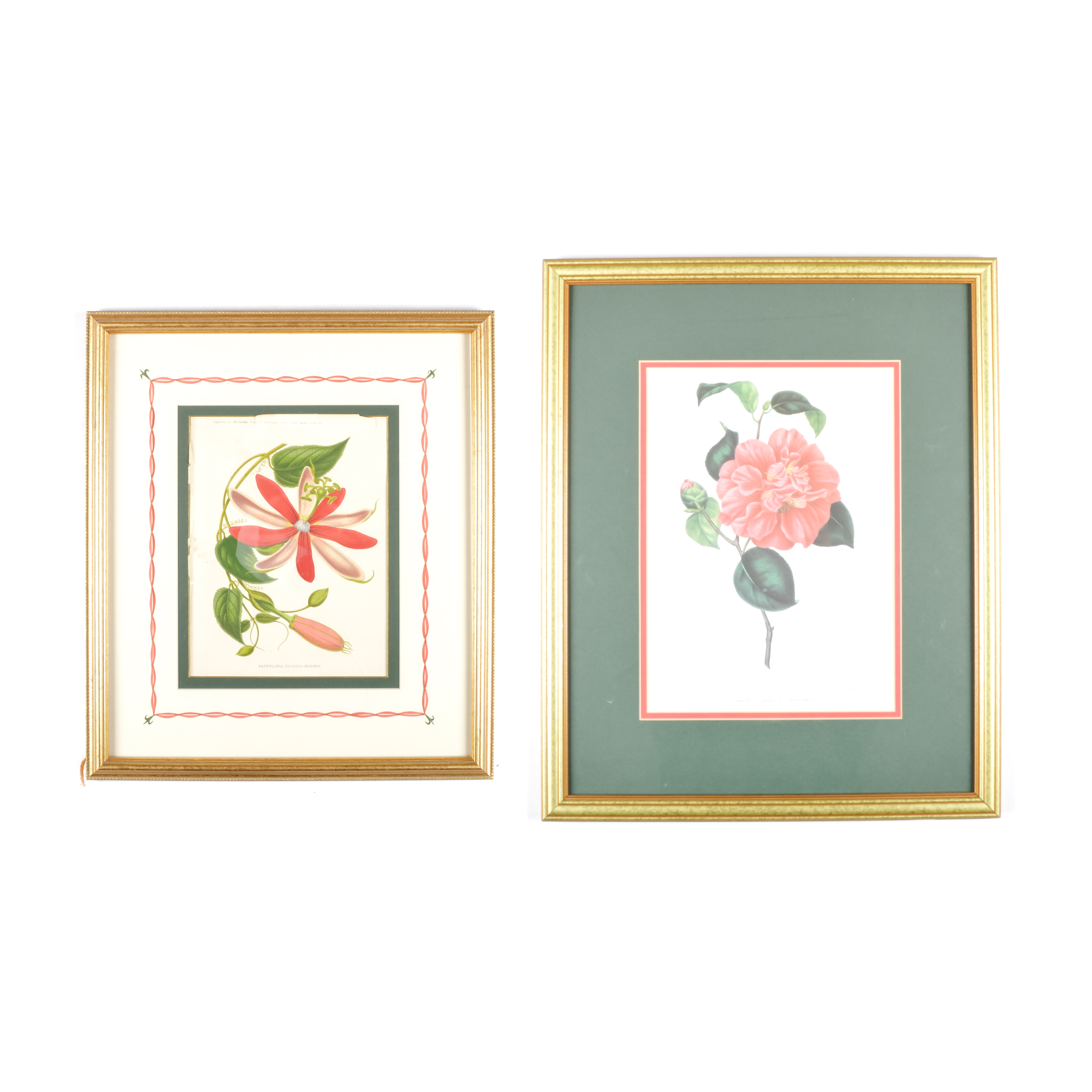 Pair of Antique Botanical Prints