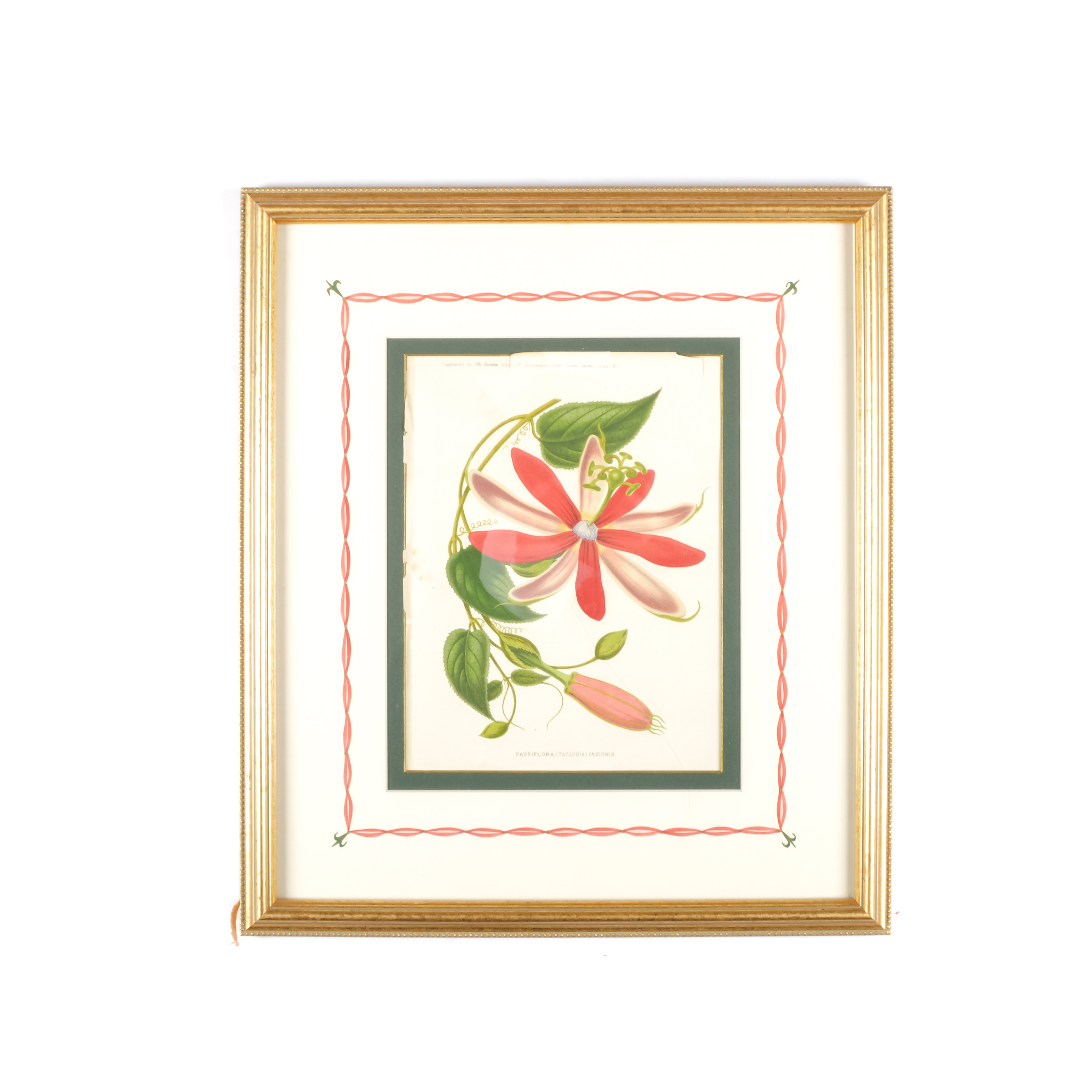 Pair of Antique Botanical Prints