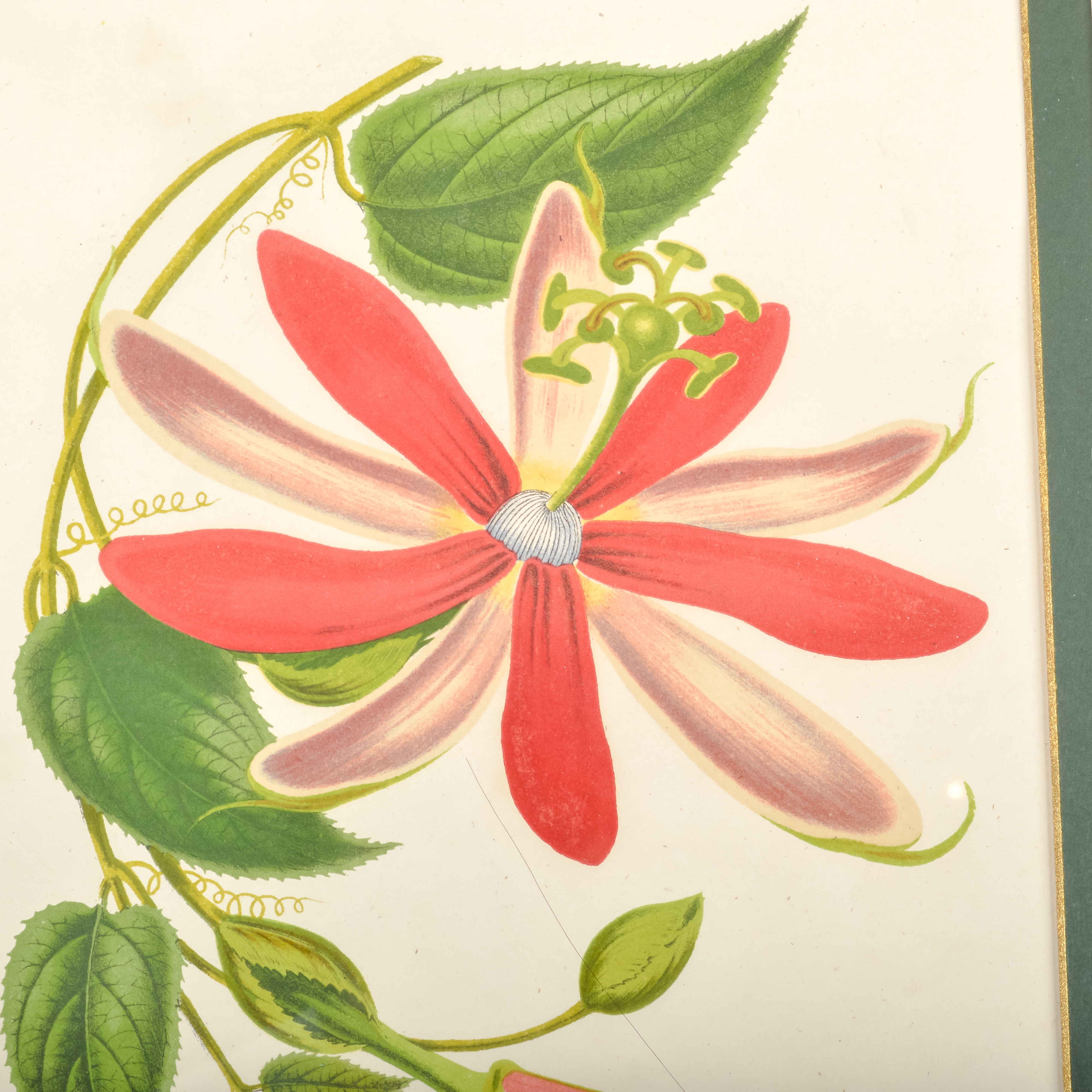 Pair of Antique Botanical Prints