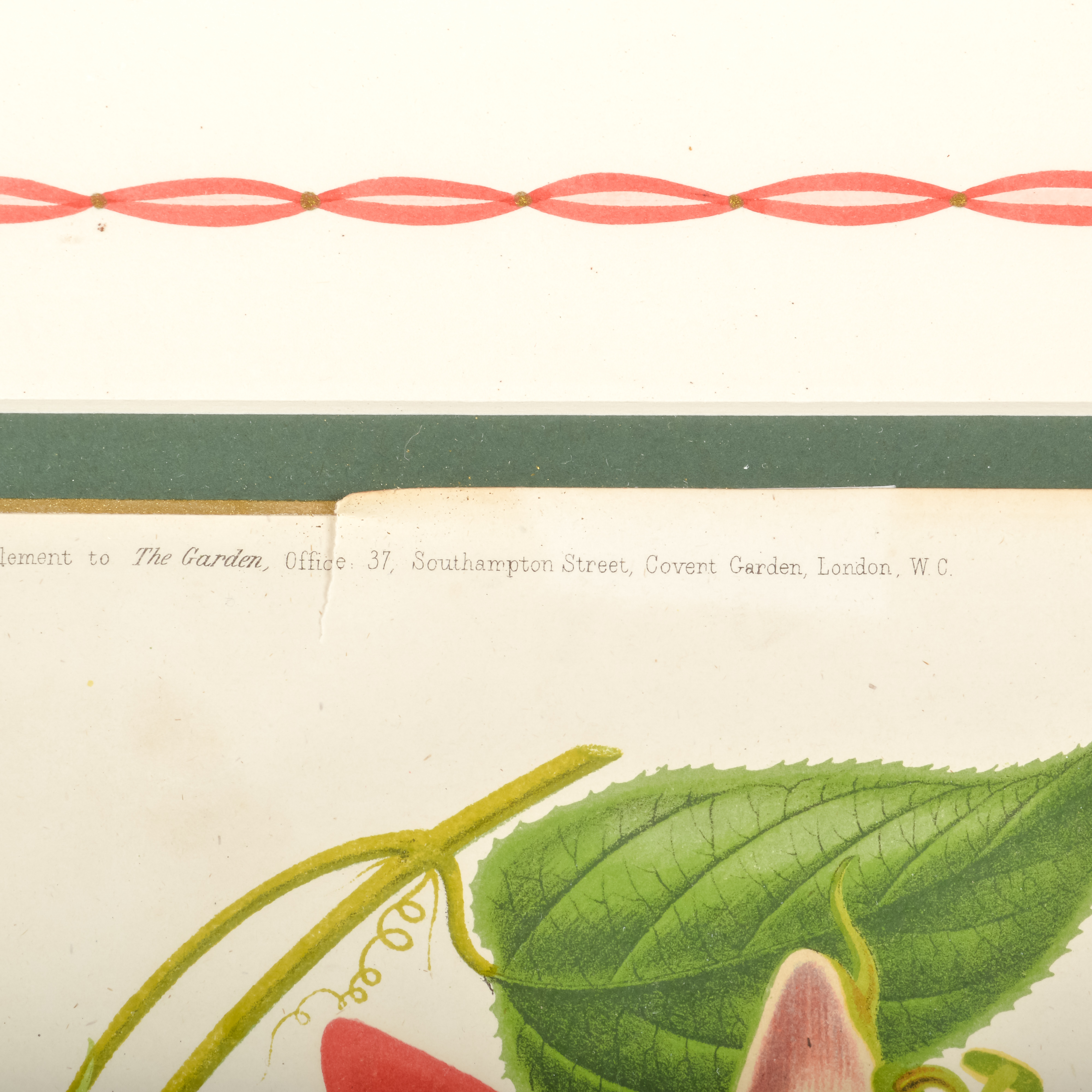 Pair of Antique Botanical Prints