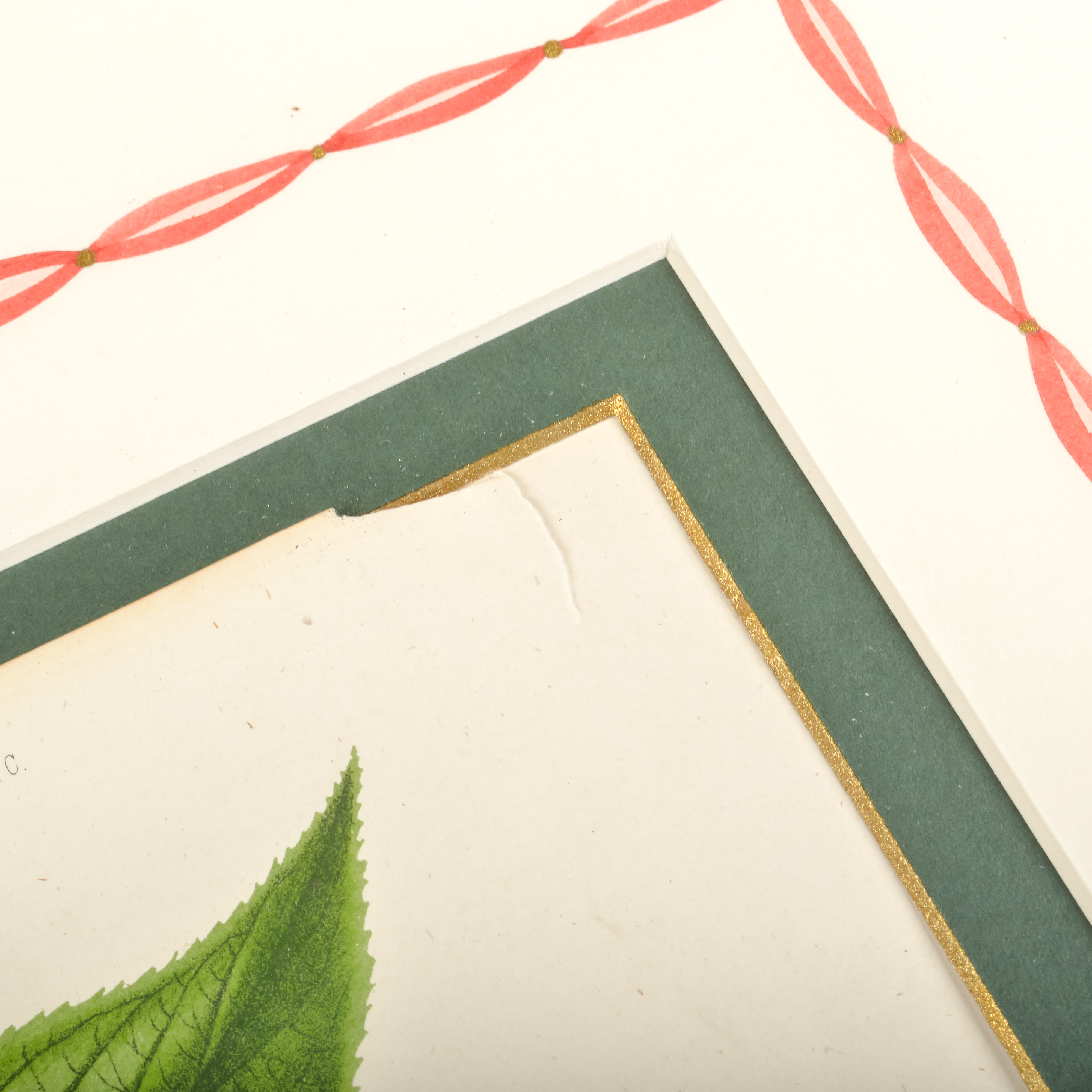 Pair of Antique Botanical Prints