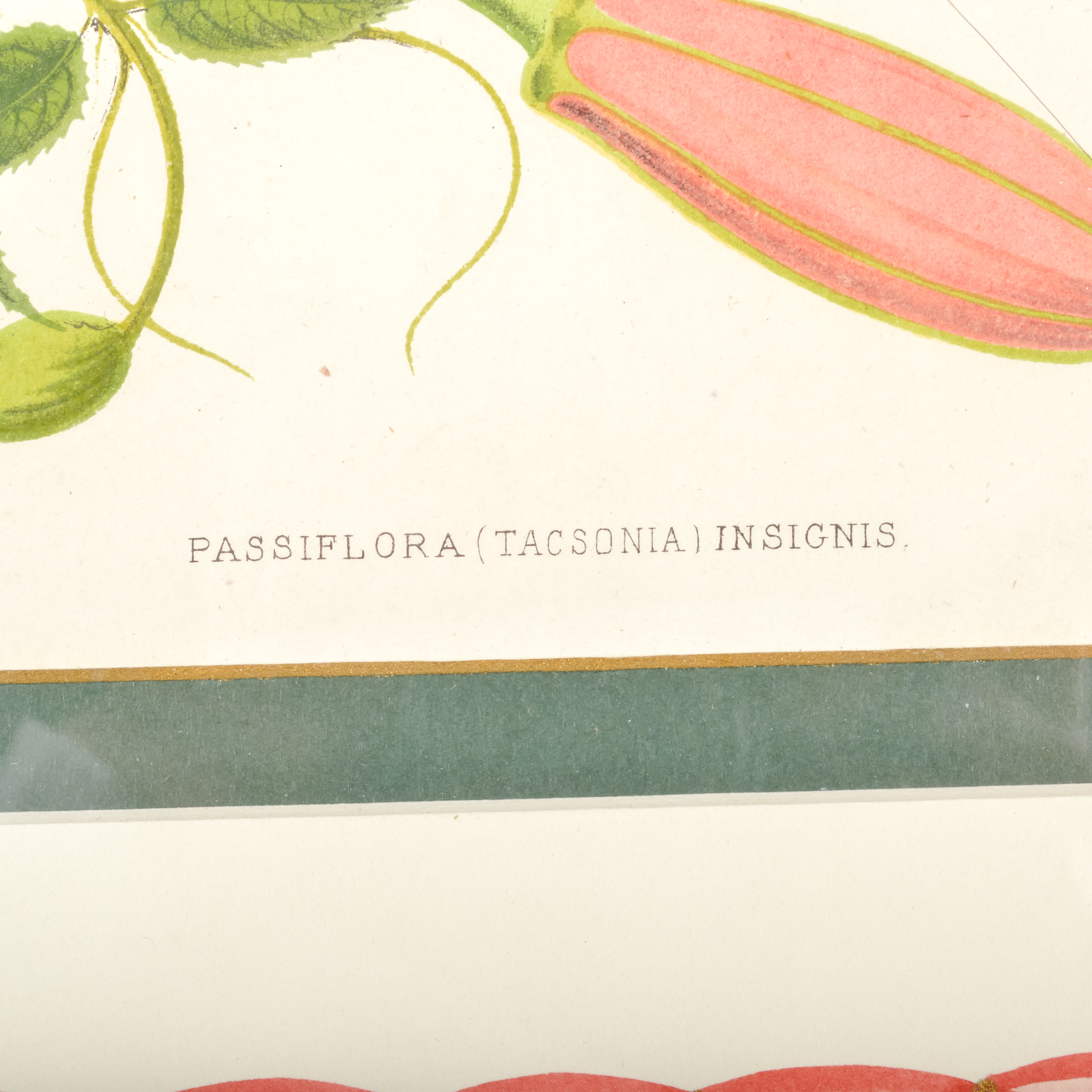 Pair of Antique Botanical Prints