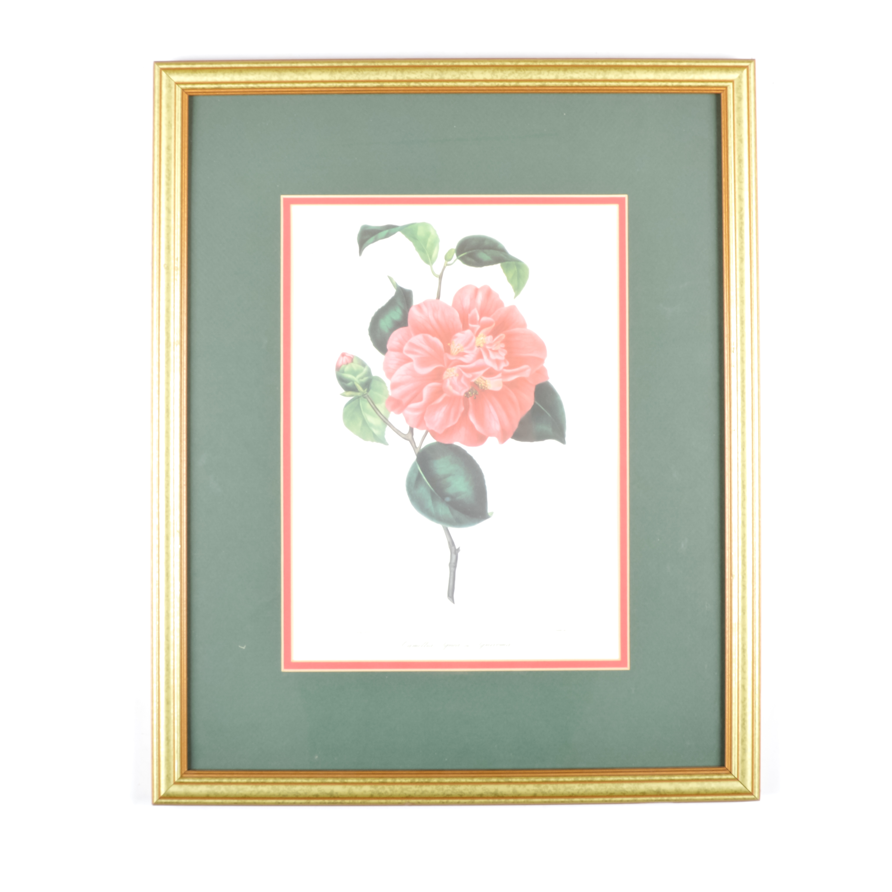 Pair of Antique Botanical Prints