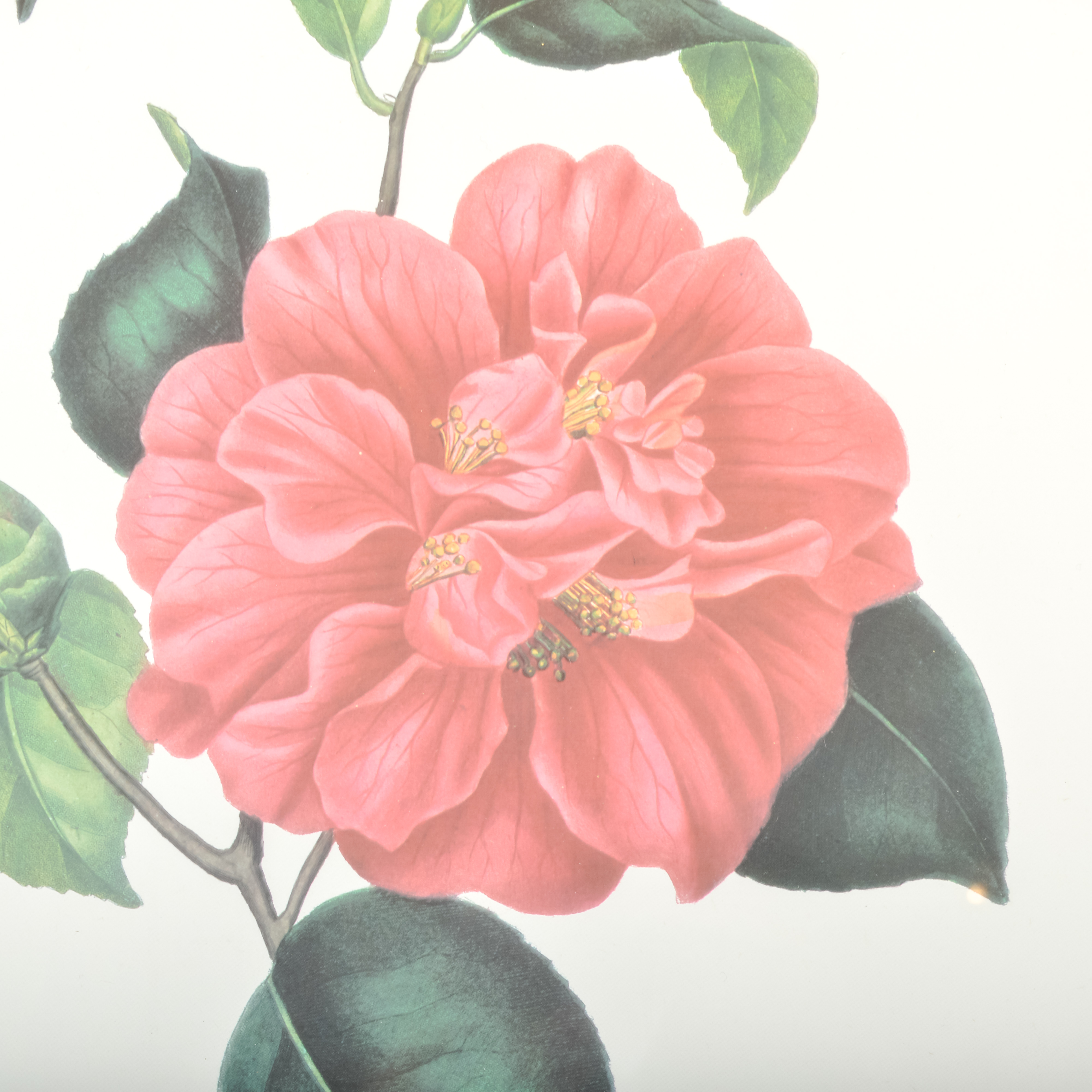 Pair of Antique Botanical Prints