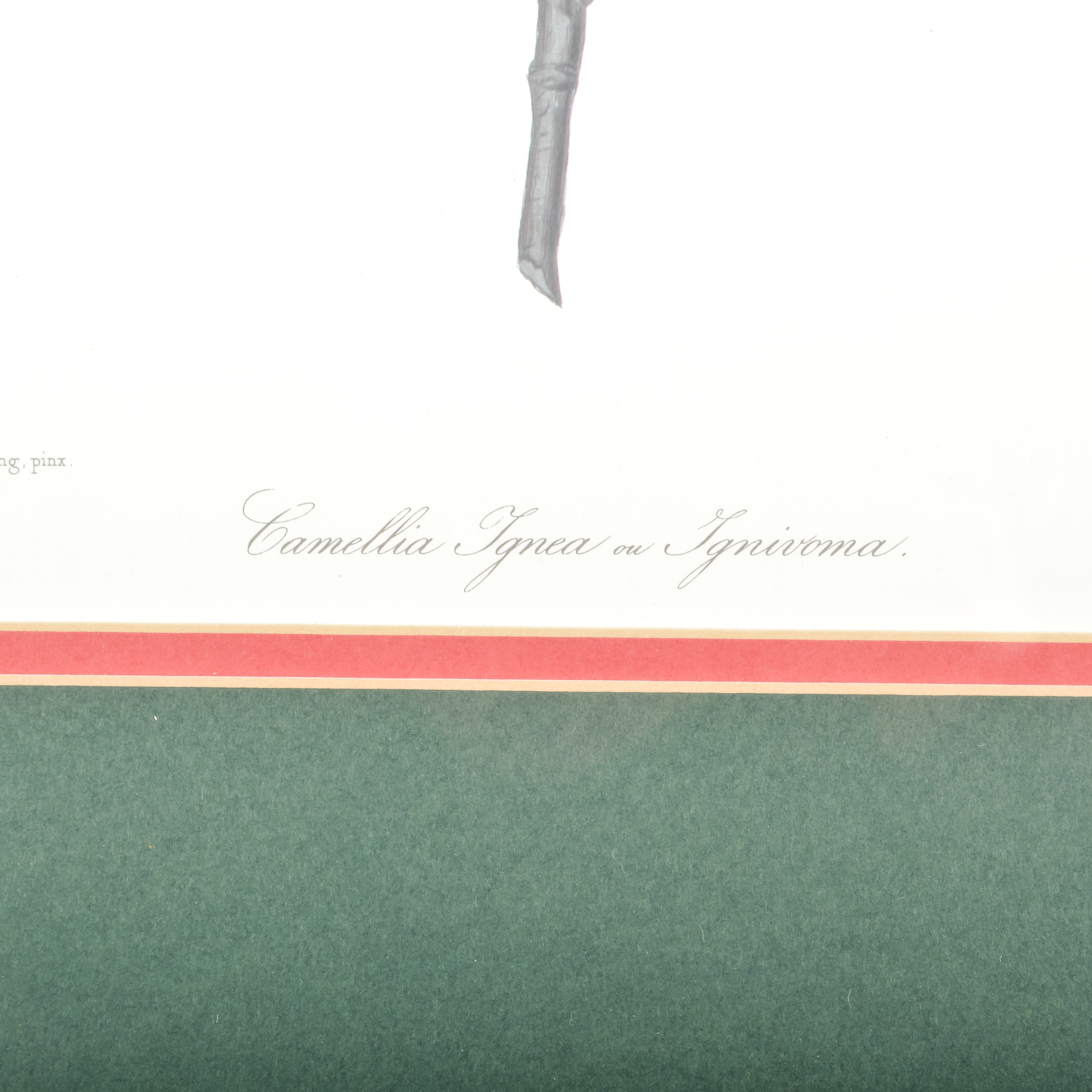 Pair of Antique Botanical Prints