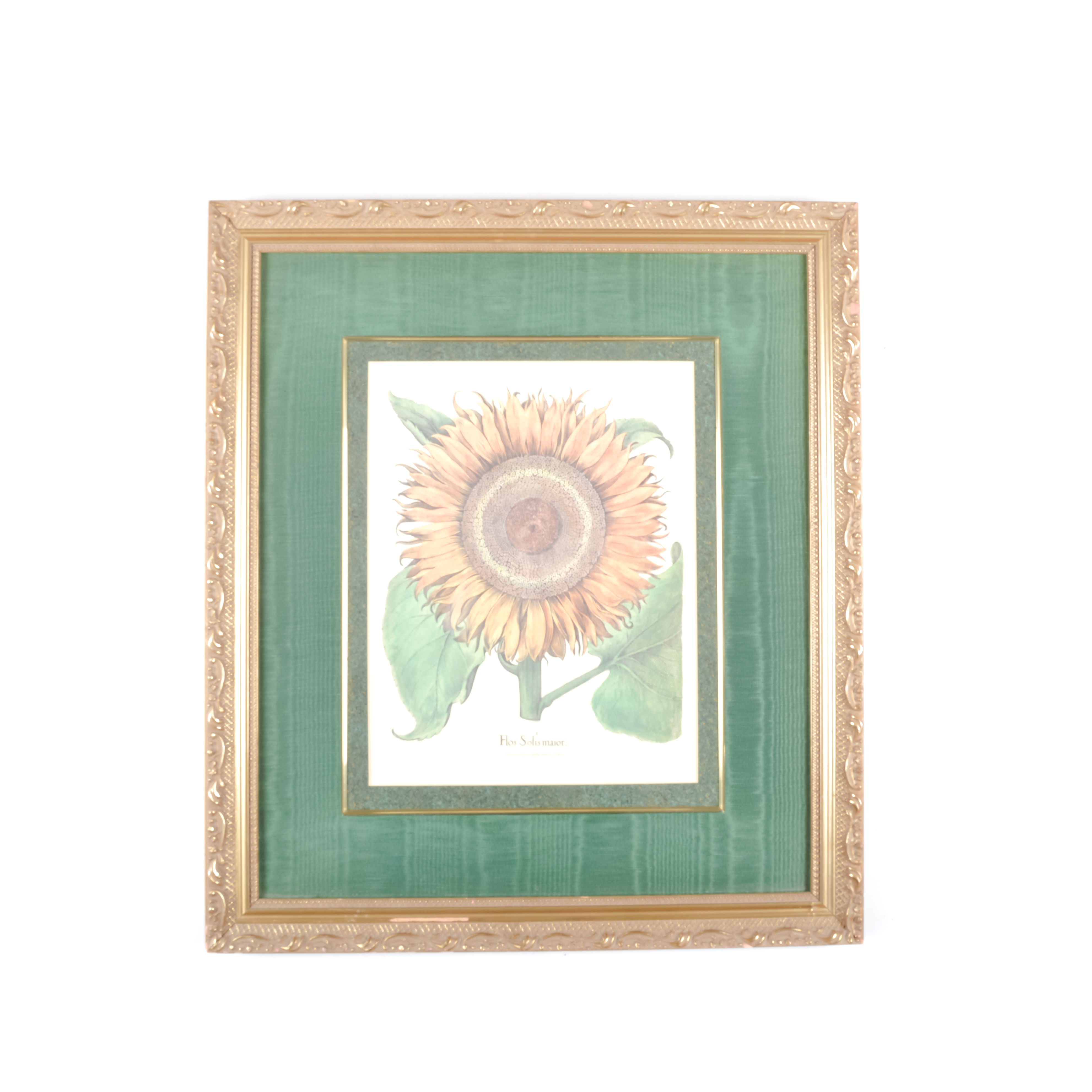 Pair of Grafiche Tassotti Botanical Prints