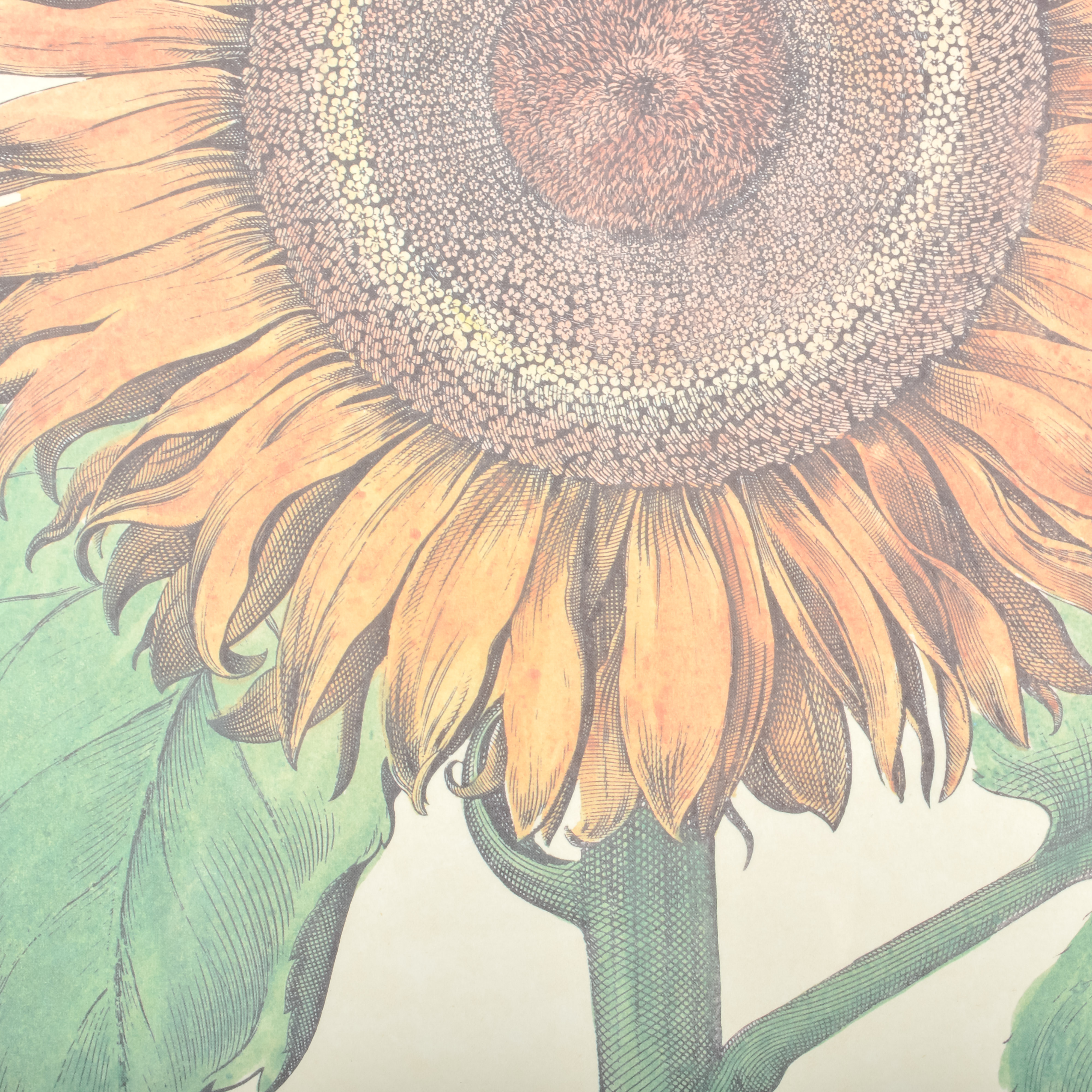 Pair of Grafiche Tassotti Botanical Prints