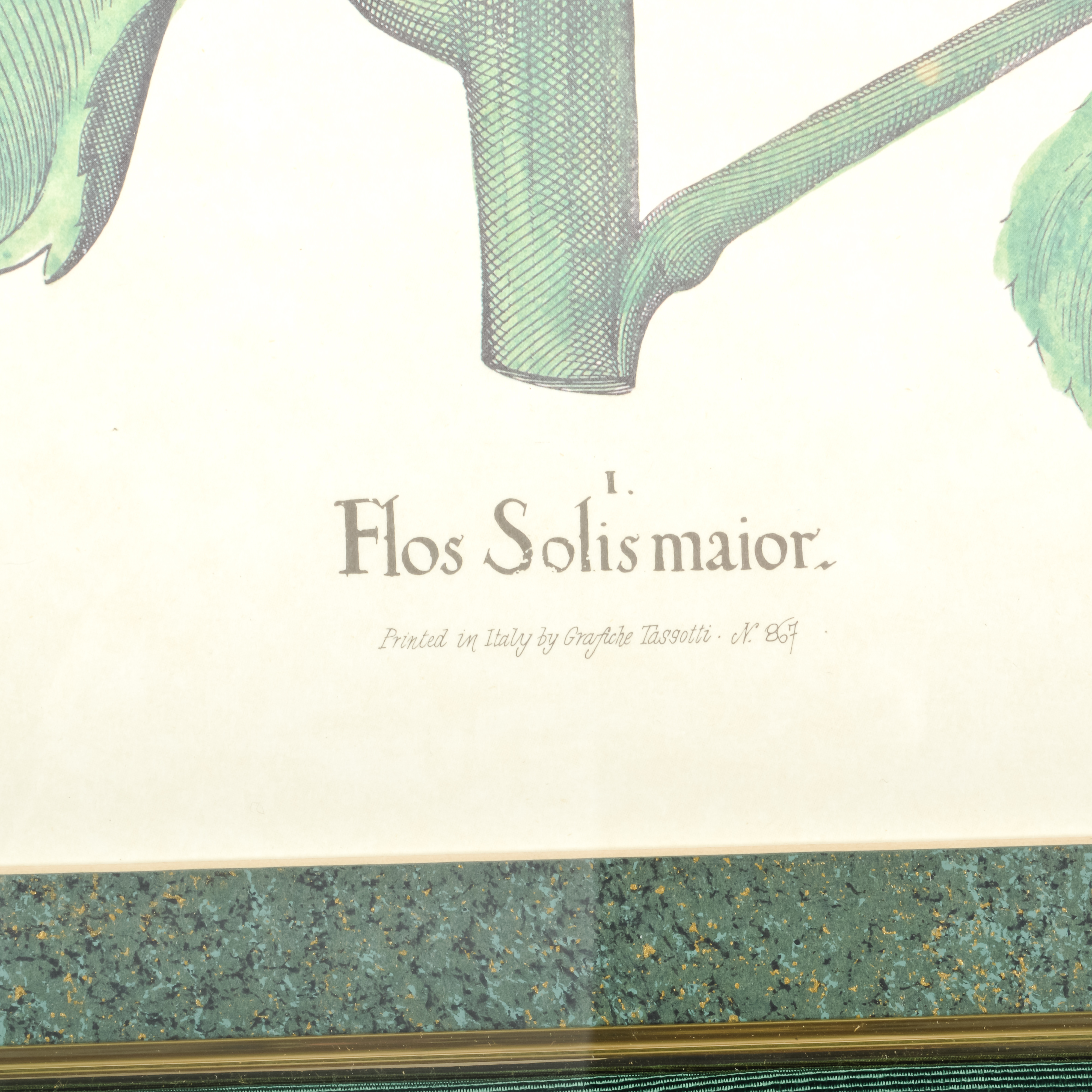 Pair of Grafiche Tassotti Botanical Prints