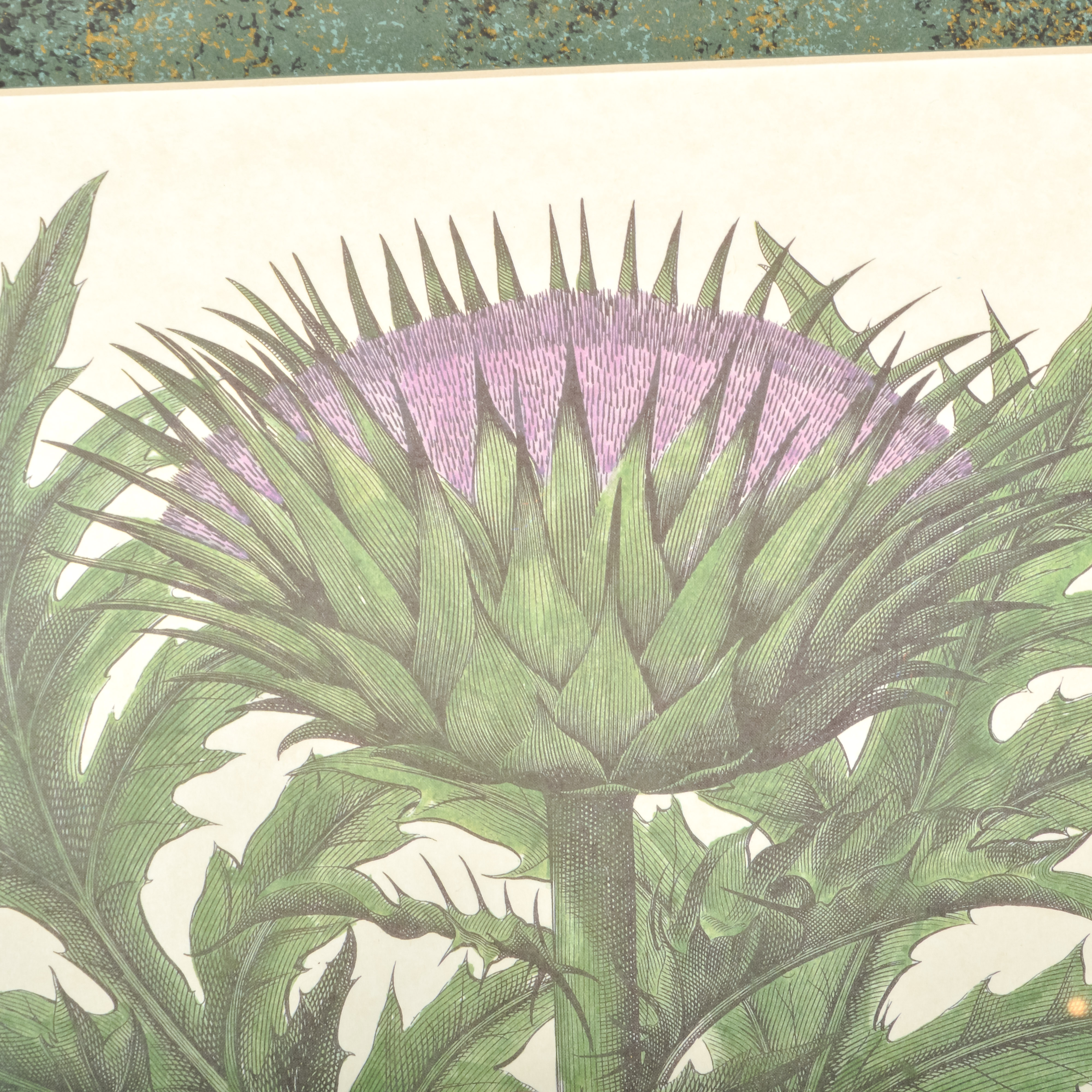 Pair of Grafiche Tassotti Botanical Prints