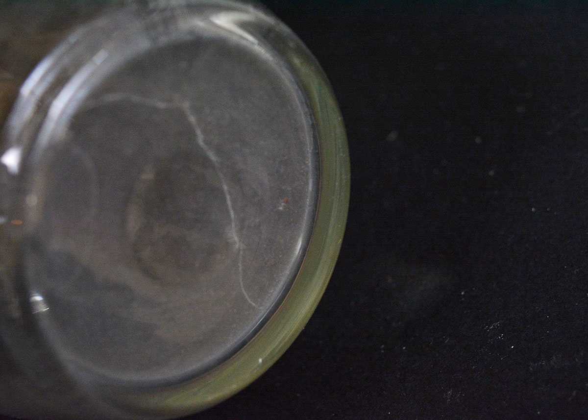 Milk Glass and Clear Glass Pitchers