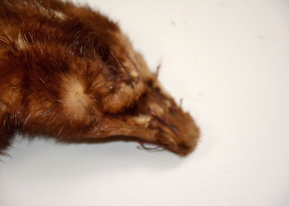 Three Piece Vintage Mink Stole