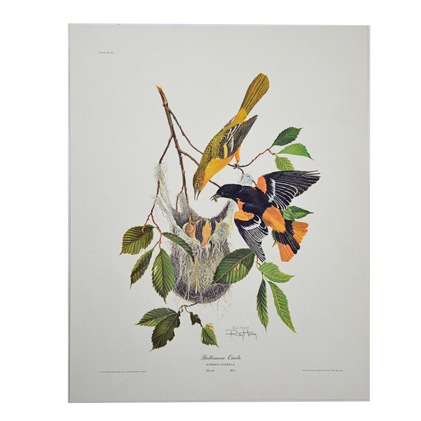 Baltimore Oriole Print By Ray Harm