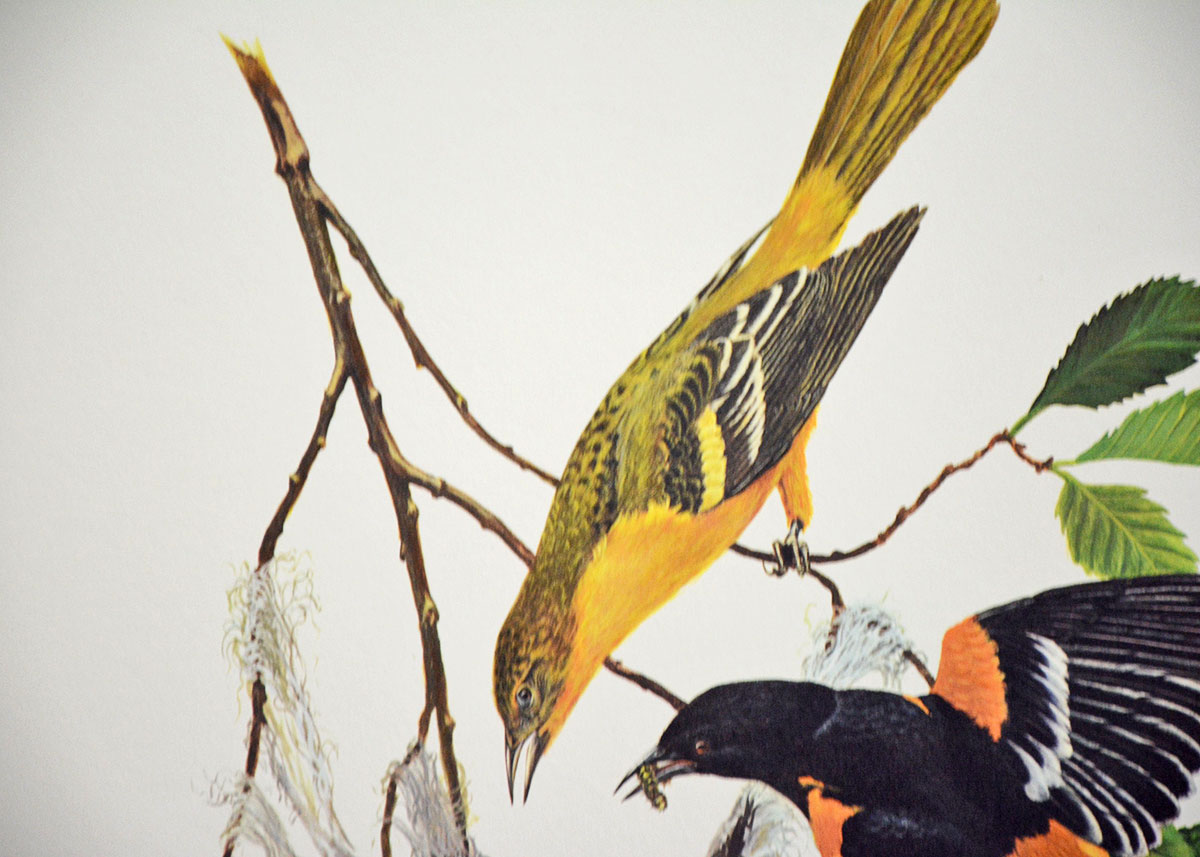 Baltimore Oriole Print By Ray Harm