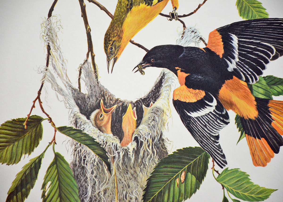 Baltimore Oriole Print By Ray Harm