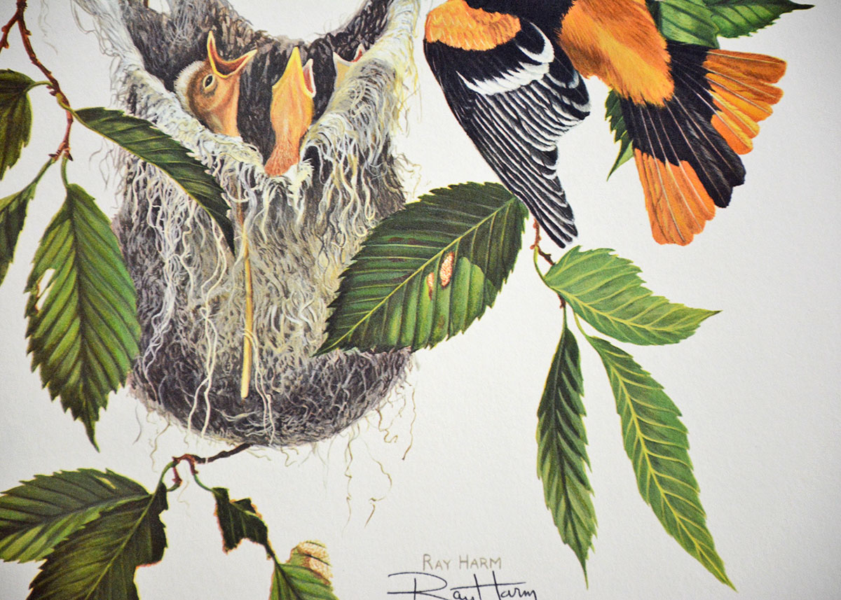 Baltimore Oriole Print By Ray Harm