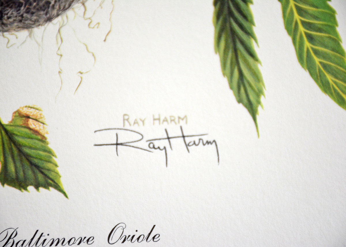 Baltimore Oriole Print By Ray Harm