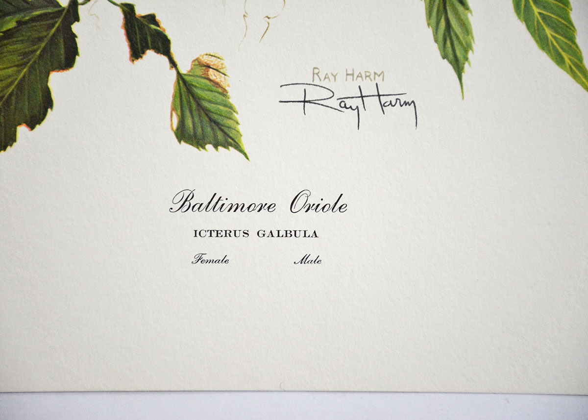 Baltimore Oriole Print By Ray Harm