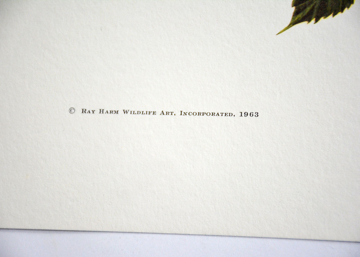 Baltimore Oriole Print By Ray Harm