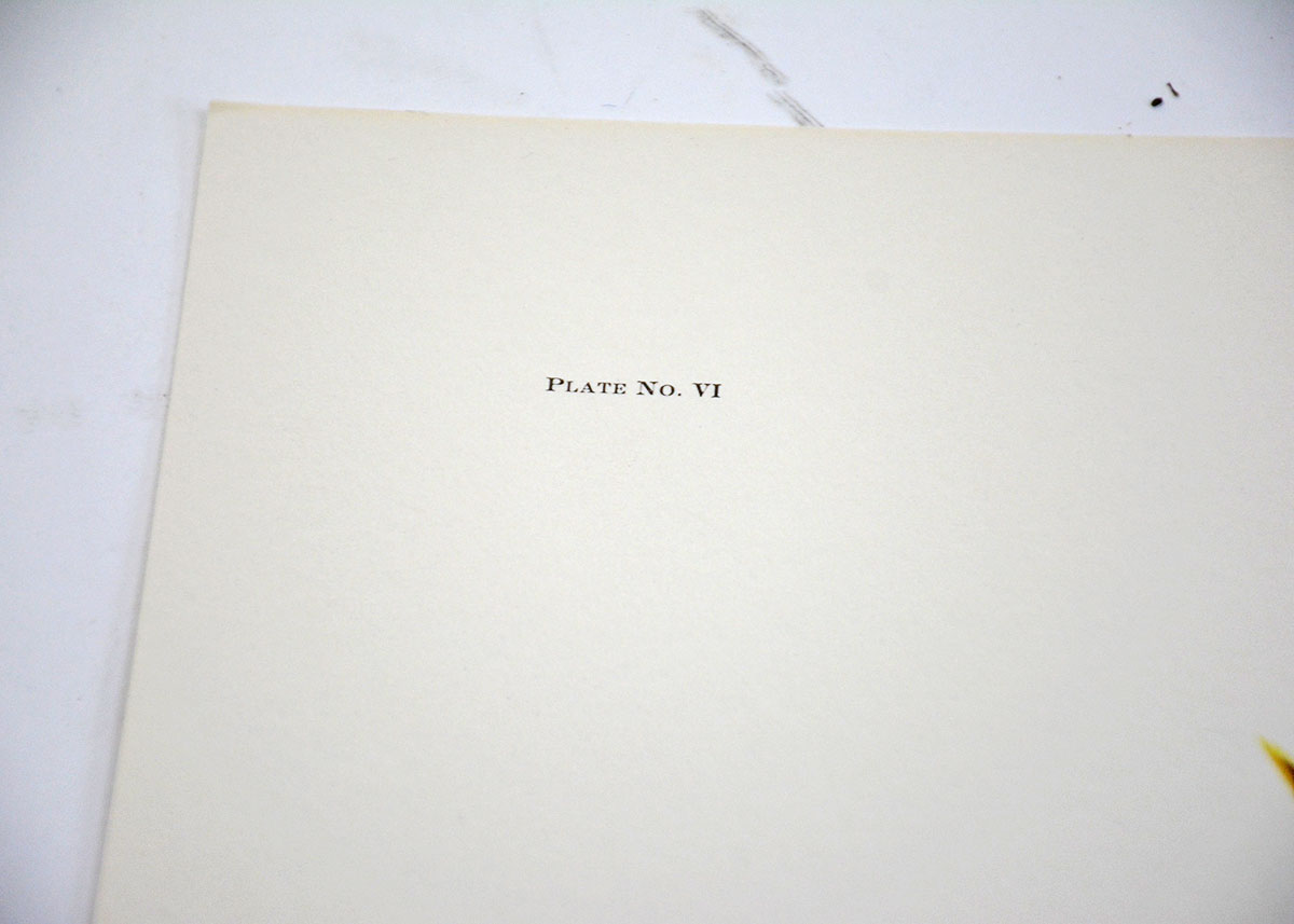 Baltimore Oriole Print By Ray Harm