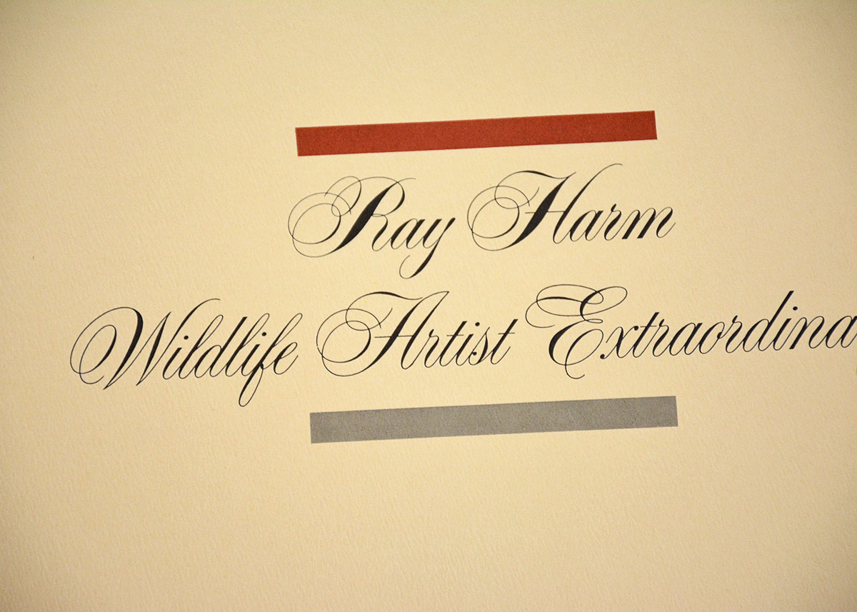 Baltimore Oriole Print By Ray Harm