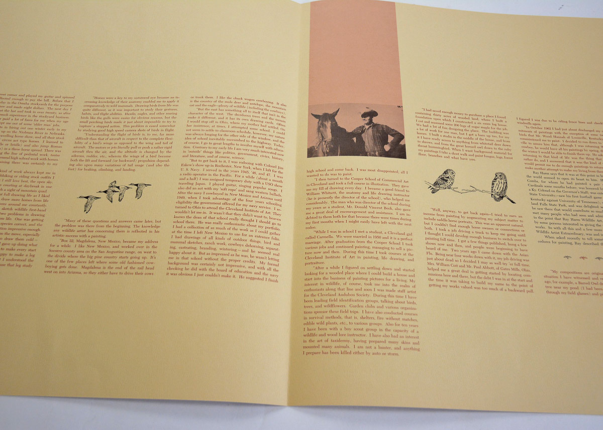 Baltimore Oriole Print By Ray Harm