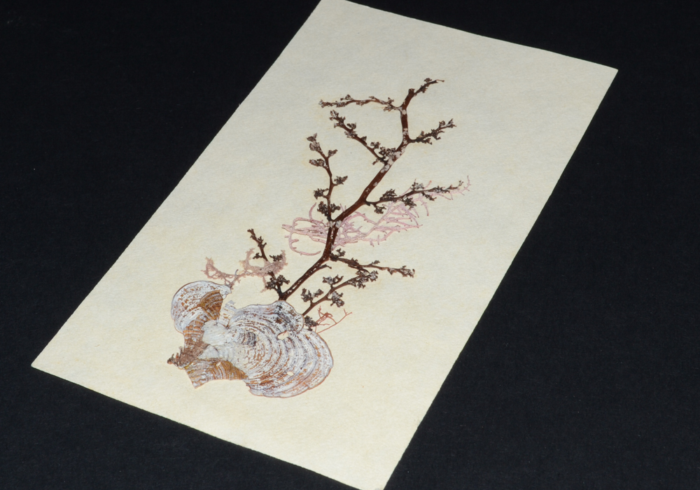 Paper Ephemera Collection