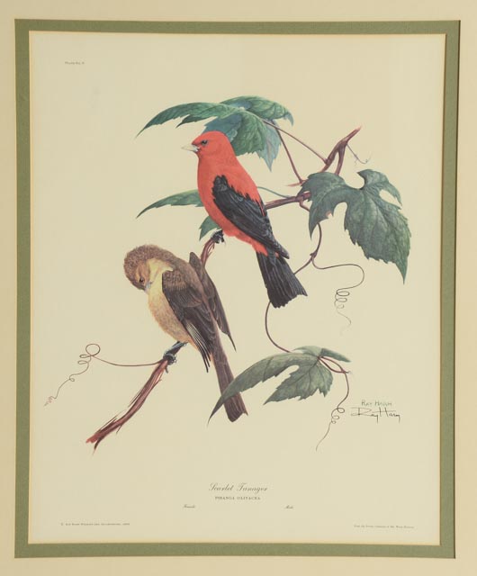 Ray Harm Signed Vintage Print "Scarlet Tanager"