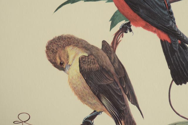 Ray Harm Signed Vintage Print "Scarlet Tanager"