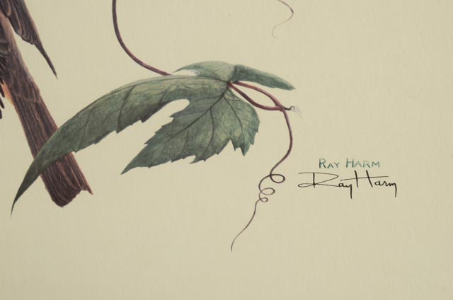 Ray Harm Signed Vintage Print "Scarlet Tanager"