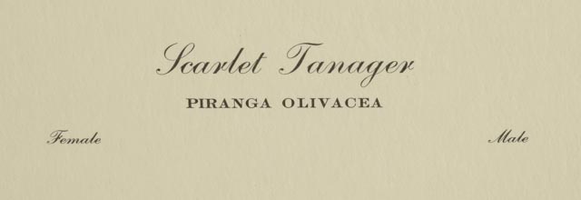 Ray Harm Signed Vintage Print "Scarlet Tanager"