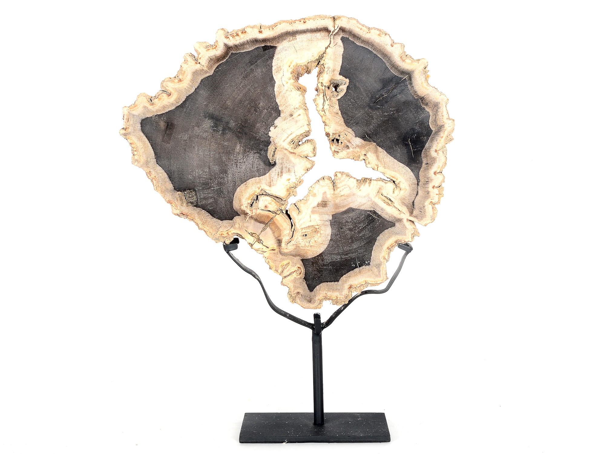 Petrified Wood Slab on Display Stand