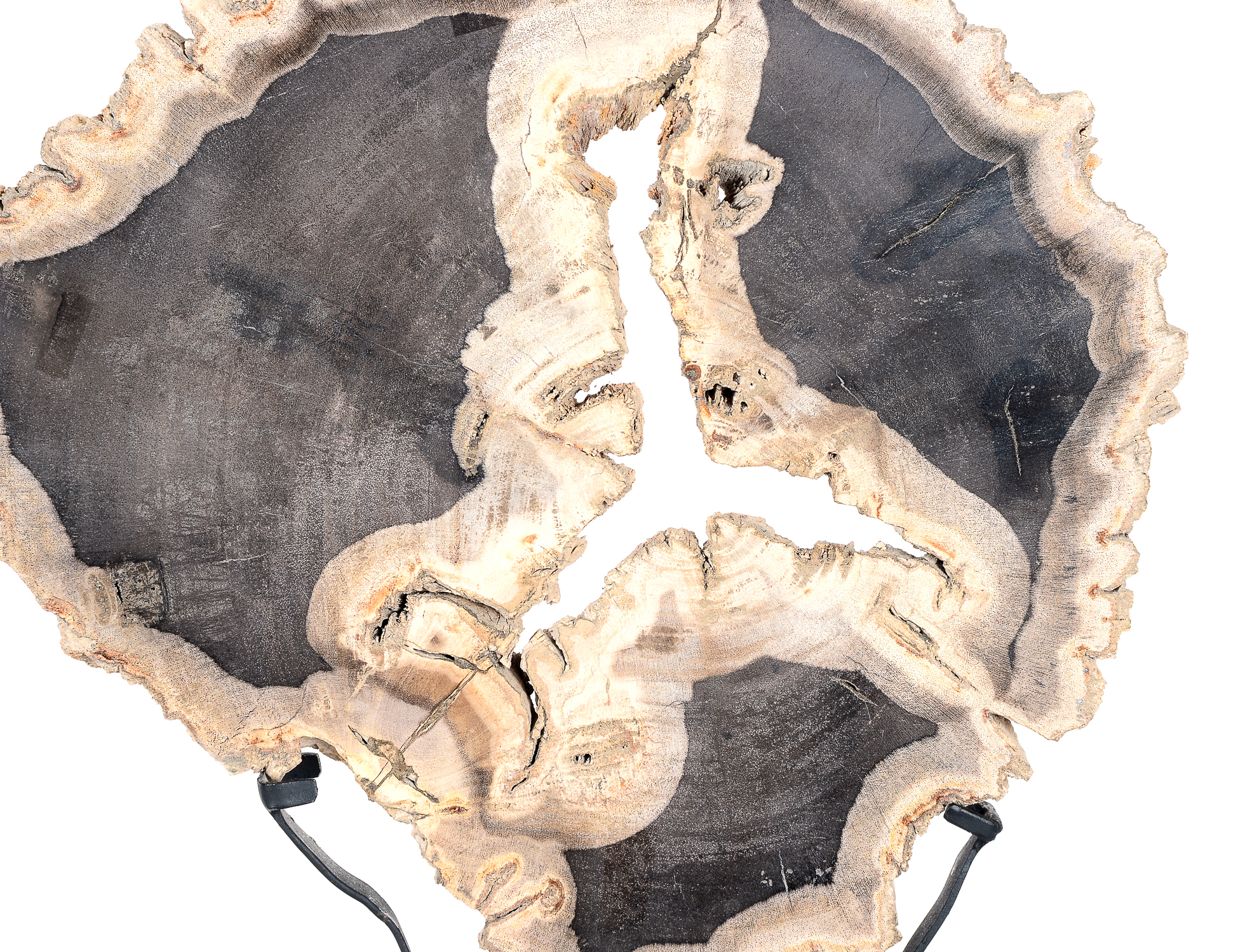 Petrified Wood Slab on Display Stand