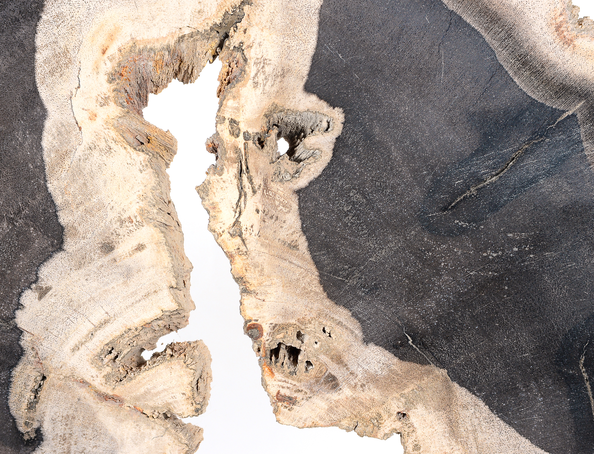 Petrified Wood Slab on Display Stand
