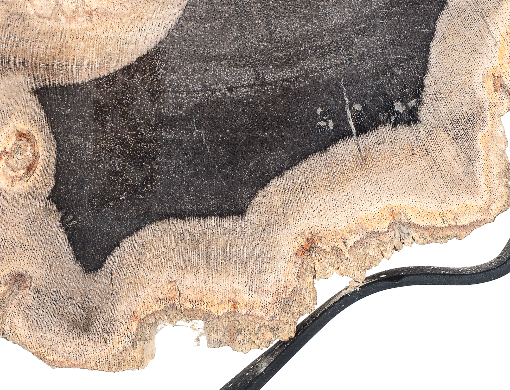 Petrified Wood Slab on Display Stand