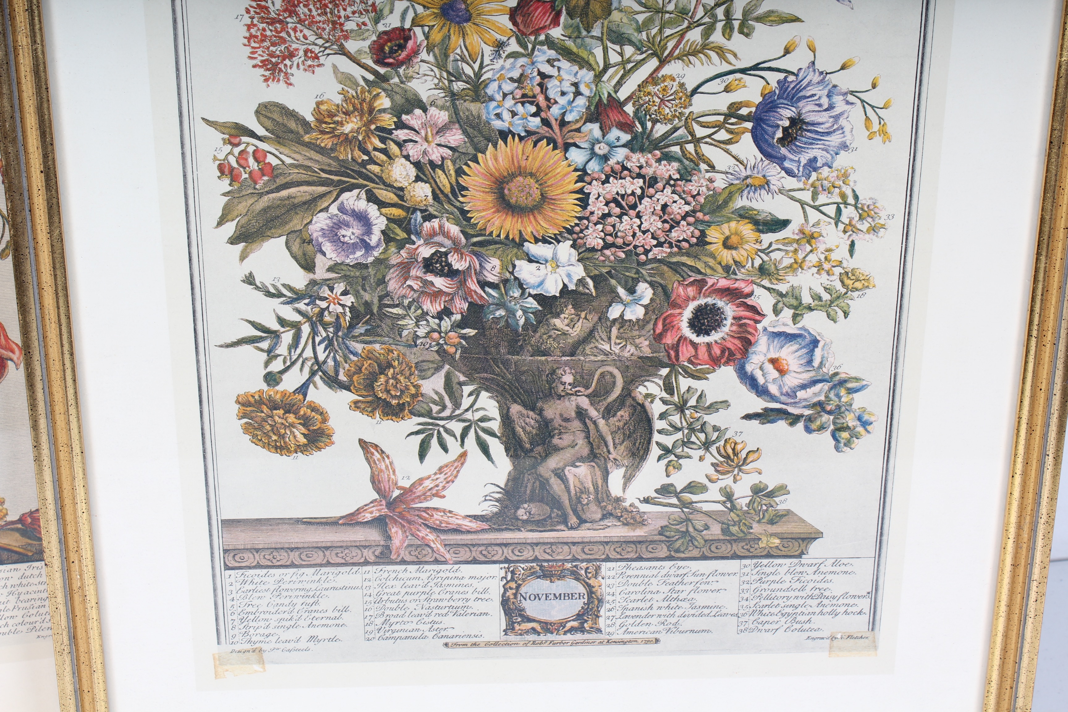Two Robert Furber Offset Lithographs Of Botanical Months February and November