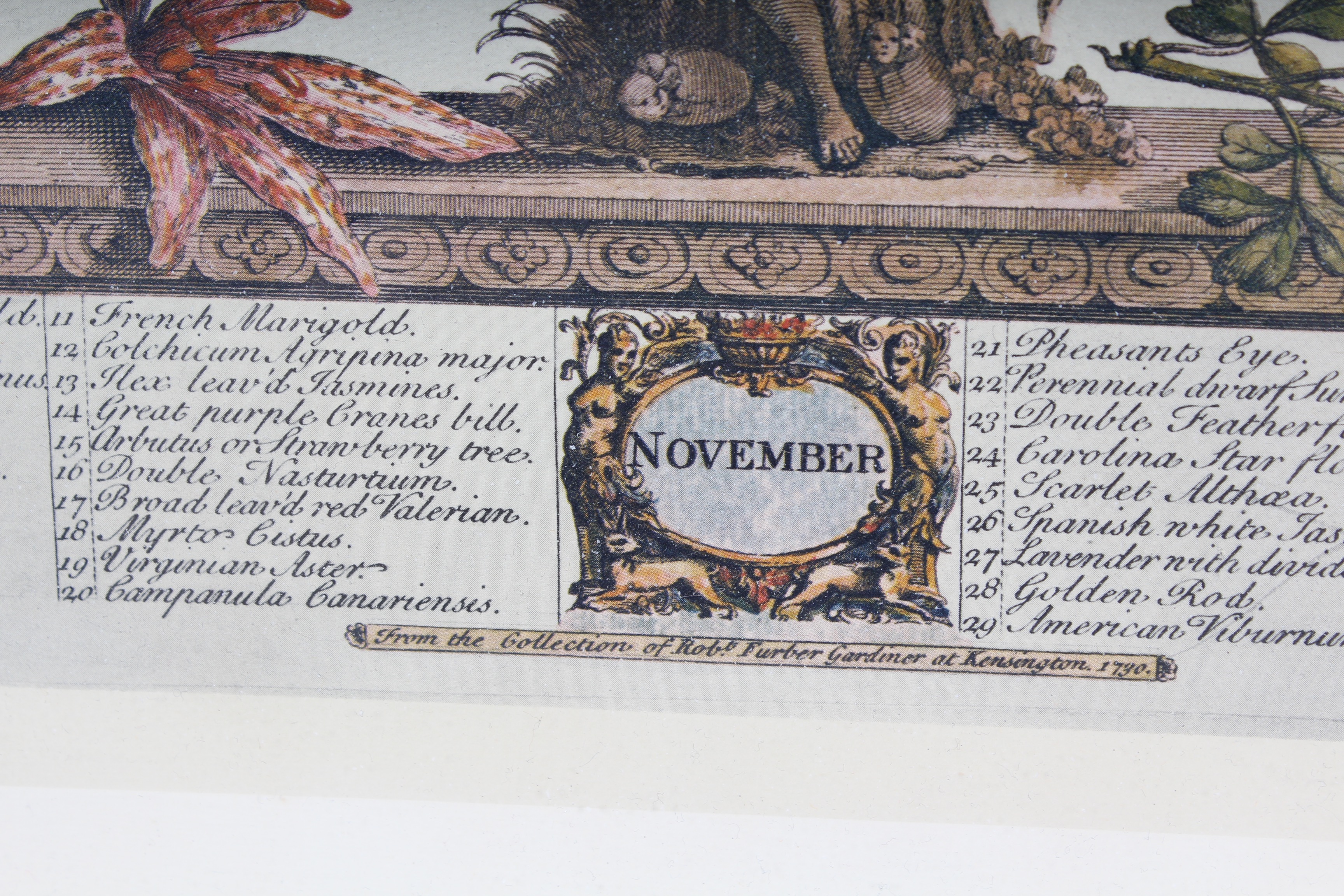 Two Robert Furber Offset Lithographs Of Botanical Months February and November