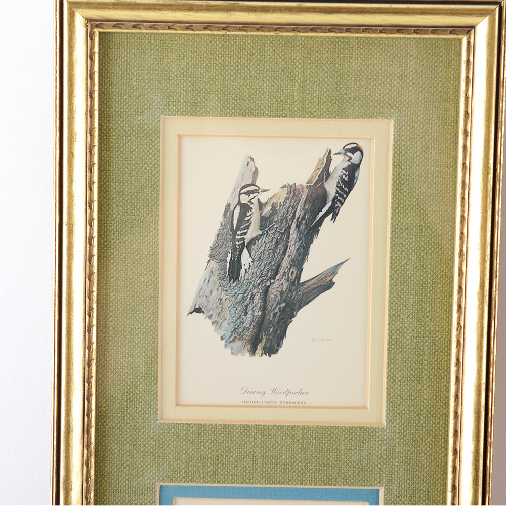 Floral and Bird Ray Harm Framed Prints