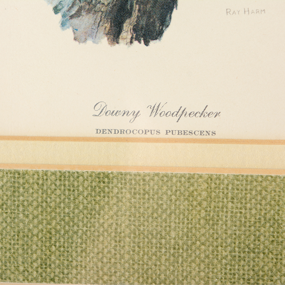 Floral and Bird Ray Harm Framed Prints