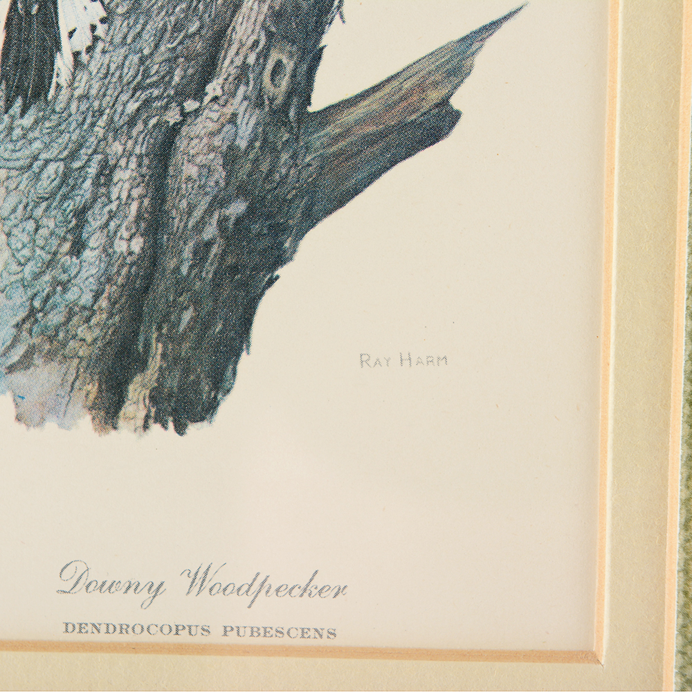 Floral and Bird Ray Harm Framed Prints