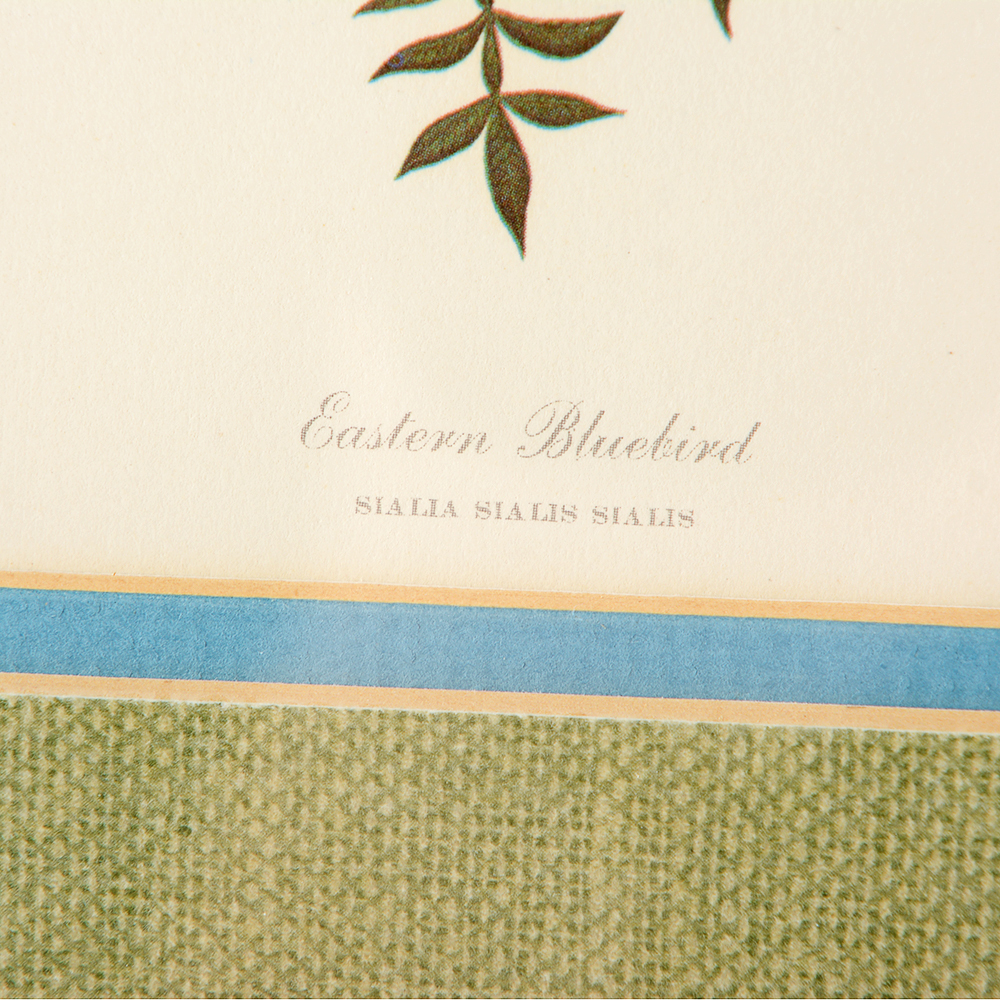 Floral and Bird Ray Harm Framed Prints